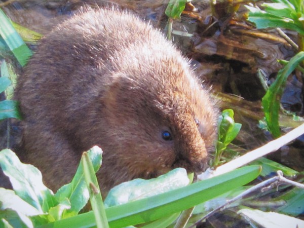 Picture of a water vole feeding