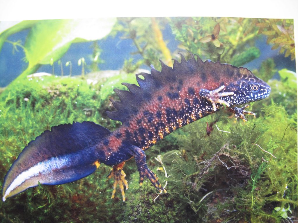 Picture of Great Crested Newt swimming