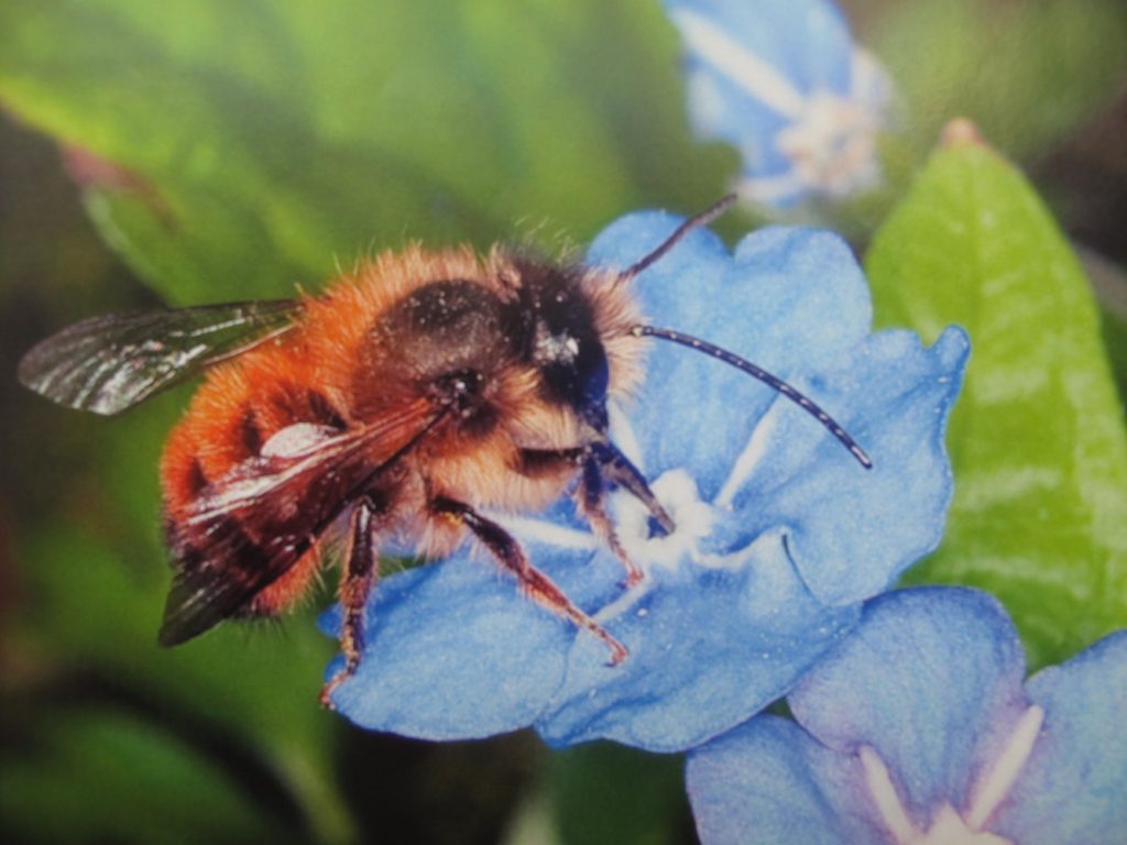 Red Mason bee on blue flower