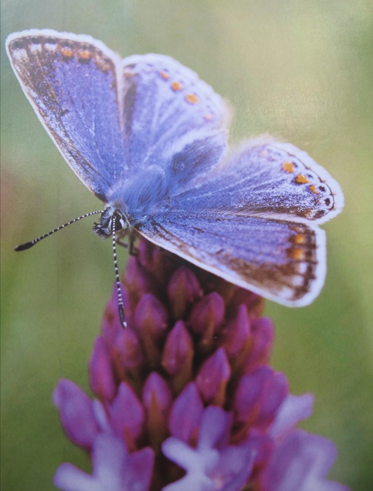 Picture of Common Blue Butterfly collecting nectar from flower