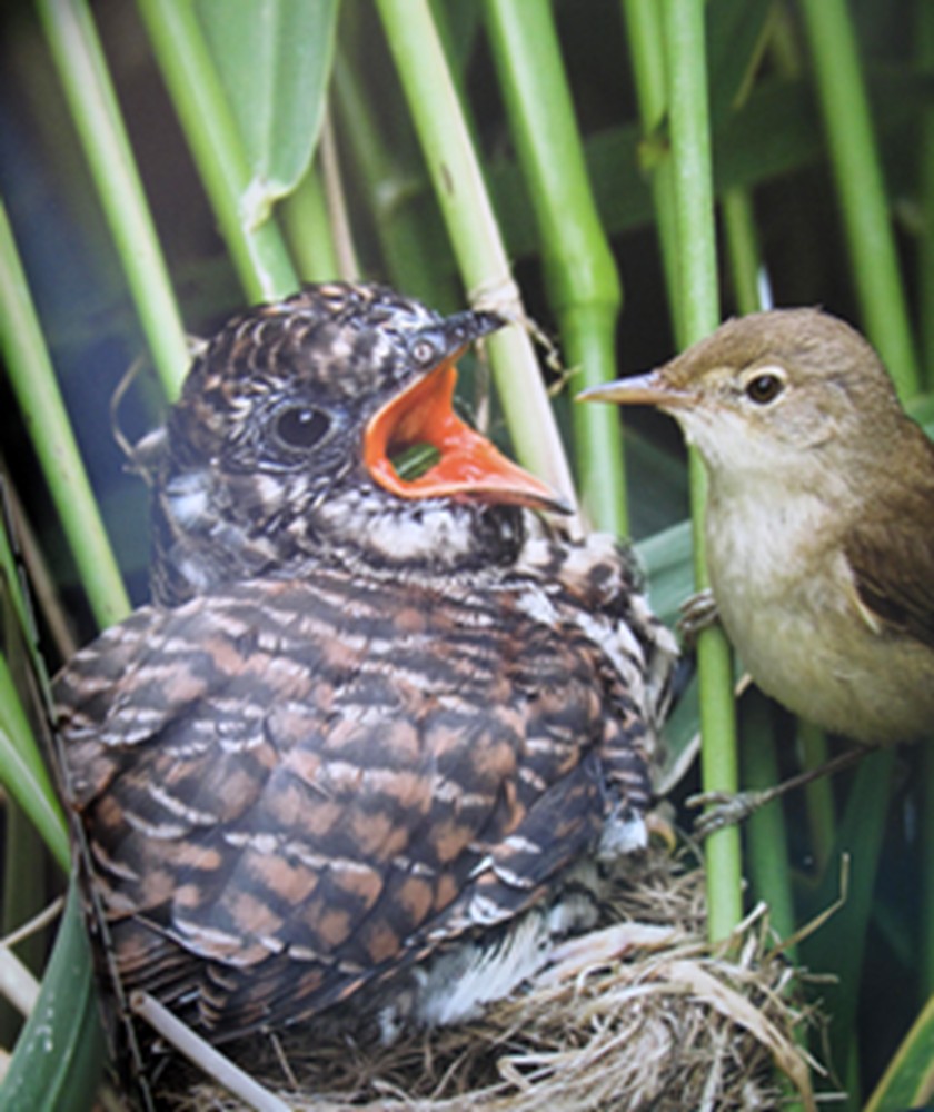 picture of young cuckoo being fed